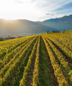 A scenic view Zensa Orion Wines Vineyard, Sicily, Italy - home of Zensa Nero d'Avola Wine