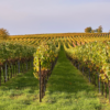 A scenic view Zensa Orion Wines Vineyard in Puglia, Italy - home of Zensa Fiano Wine