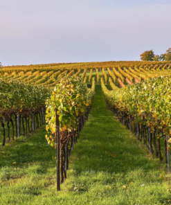 A scenic view Zensa Orion Wines Vineyard in Puglia, Italy - home of Zensa Fiano Wine