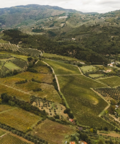 A scenic view of Fattoria di Basciano Renzo Masi vineyard in Tuscany, Italy