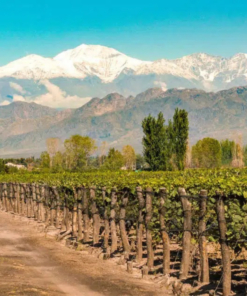 Alternative view of El Oscuro Mendoza Malbec, Argentina