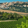 Organic vineyards near Roseto degli Abruzzi – home of Umani Ronchi Montipagano Montepulciano – Available at Urban Grapes