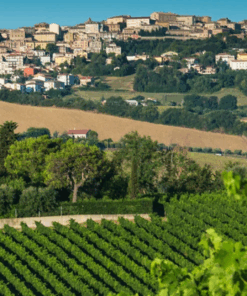 Organic vineyards near Roseto degli Abruzzi – home of Umani Ronchi Montipagano Montepulciano – Available at Urban Grapes