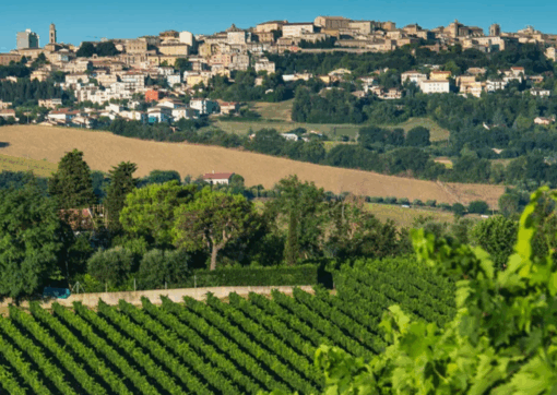 Organic vineyards near Roseto degli Abruzzi – home of Umani Ronchi Montipagano Montepulciano – Available at Urban Grapes