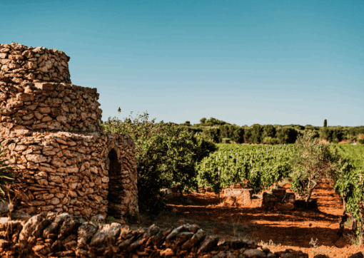 San Marzano Tramari Primitivo Rosé, Salento IGP, Italy - Image 2
