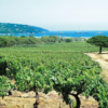 A scenic shot of les Maitres Vignerons de Saint Tropez vines overlooking the bay - home of the Saint-Roch Les Vignes Rosé Wine