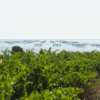 Vineyards near Étang de Thau in Languedoc – home of Picpoul de Pinet – available at Urban Grapes