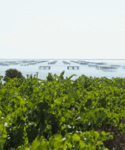 Vineyards near Étang de Thau in Languedoc – home of Picpoul de Pinet – available at Urban Grapes