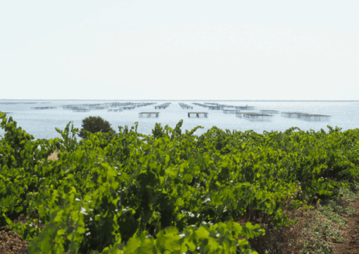 Vineyards near Étang de Thau in Languedoc – home of Picpoul de Pinet – available at Urban Grapes