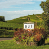 Vineyard slopes of Bué in Sancerre – organic vineyards of Domaine Lucien Crochet and home of the Sancerre La Croix du Roy – Available at Urban Grapes