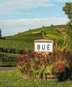 Vineyard slopes of Bué in Sancerre – organic vineyards of Domaine Lucien Crochet and home of the Sancerre La Croix du Roy – Available at Urban Grapes
