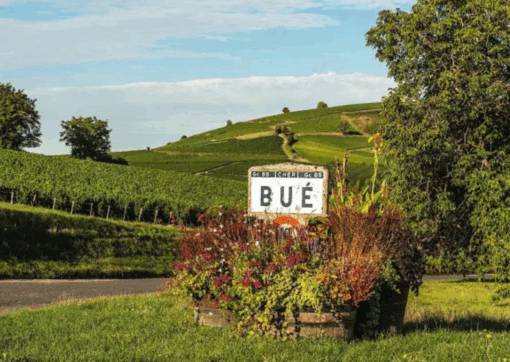 Vineyard slopes of Bué in Sancerre – organic vineyards of Domaine Lucien Crochet and home of the Sancerre La Croix du Roy – Available at Urban Grapes
