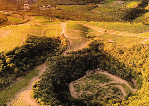 Domaine du Météore vines planted in a real meteor crater in Faugères, France. Home to Le Meteore Rose Available at Urban Grapes