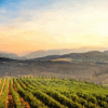 Gérard Bertrand Vineyards - part of the estates that create the wonderful Trouble Natural Organic wine, Available to buy at Urban Grapes