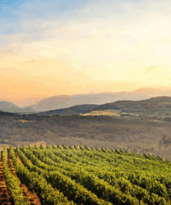 Gérard Bertrand Vineyards - part of the estates that create the wonderful Trouble Natural Organic wine, Available to buy at Urban Grapes