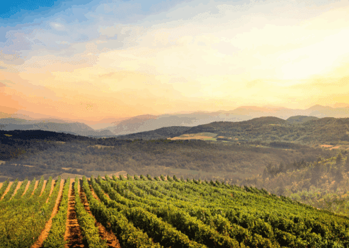 Gérard Bertrand Vineyards - part of the estates that create the wonderful Trouble Natural Organic wine, Available to buy at Urban Grapes