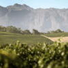 Vines from Niel Joubert Wine Estate on the slopes of Simonsberg Mountain, Paarl, South Africa. Home to the Patrysbult Pilotage, Available at Urban Grapes