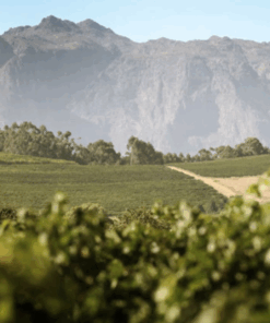 Vines from Niel Joubert Wine Estate on the slopes of Simonsberg Mountain, Paarl, South Africa. Home to the Patrysbult Pilotage, Available at Urban Grapes