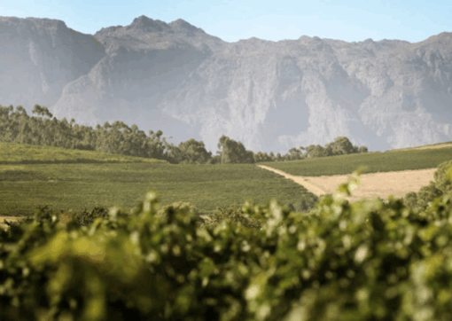 Vines from Niel Joubert Wine Estate on the slopes of Simonsberg Mountain, Paarl, South Africa. Home to the Patrysbult Pilotage, Available at Urban Grapes