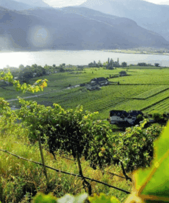 Alois Lageder Vineyard, Trentino-Alto Adige, Venezie, Italy - home of the RIFF Pinot Grigio (Organic) Wine Available at Urban Grapes