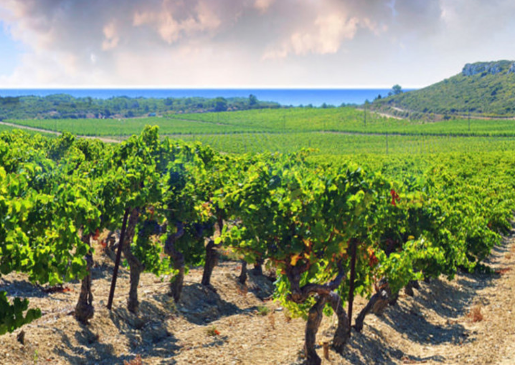 Château de Pinet Vinyard, home of the Château de Pinet Picpoul de Pinet ‘Notes Salines’ (Organic) Wine Available at Urban Grapes