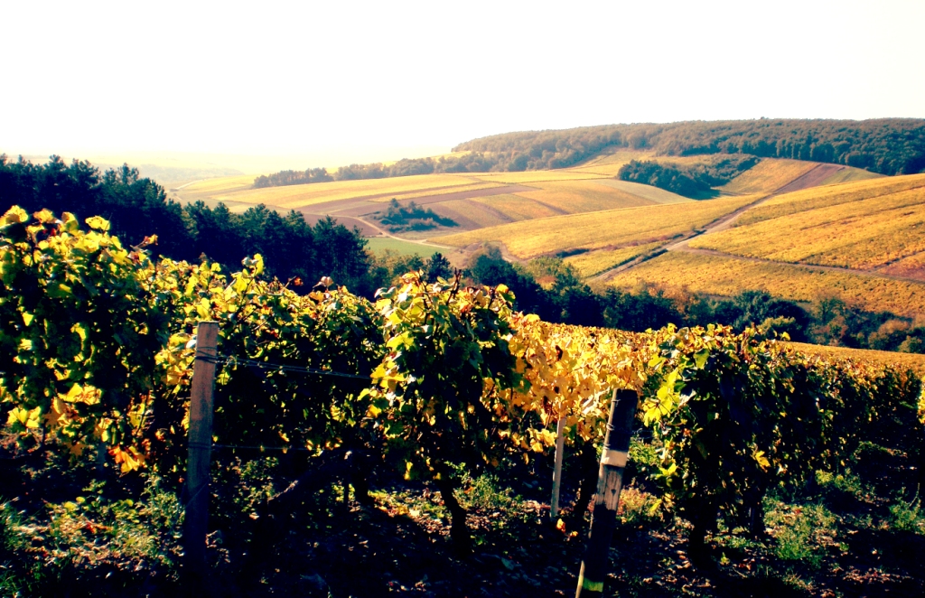 Domaine Paul Nicolle Vineyard in Chablis, Burgundy, France, available to buy at Urban Grapes