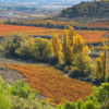 Bodegas Ondarre Vineyard, Rioja, Spain - home of Ondarre Rioja Reserva, available at Urban Grapes