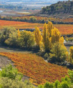 Bodegas Ondarre Vineyard, Rioja, Spain - home of Ondarre Rioja Reserva, available at Urban Grapes