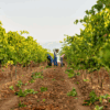 Conde Valdemar Vineyard in Rioja, Spain - home of Conde Valdemar Rose wine, available at Urban Grapes