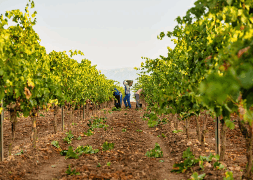 Conde Valdemar Vineyard in Rioja, Spain - home of Conde Valdemar Rose wine, available at Urban Grapes