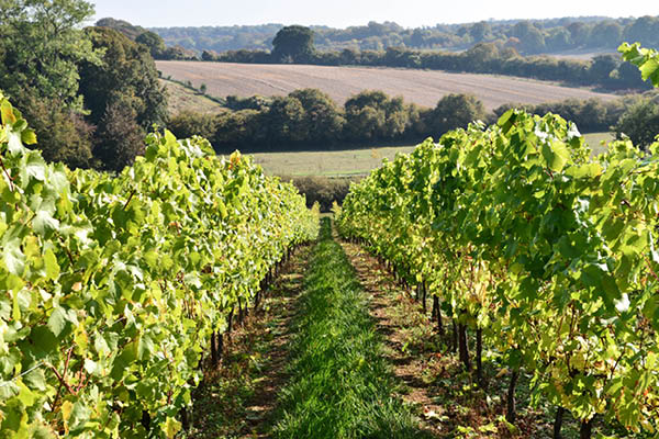 Coates & Seely Vineyard, Hampshire - home of Brut Reserve NV available to buy at Urban Grapes