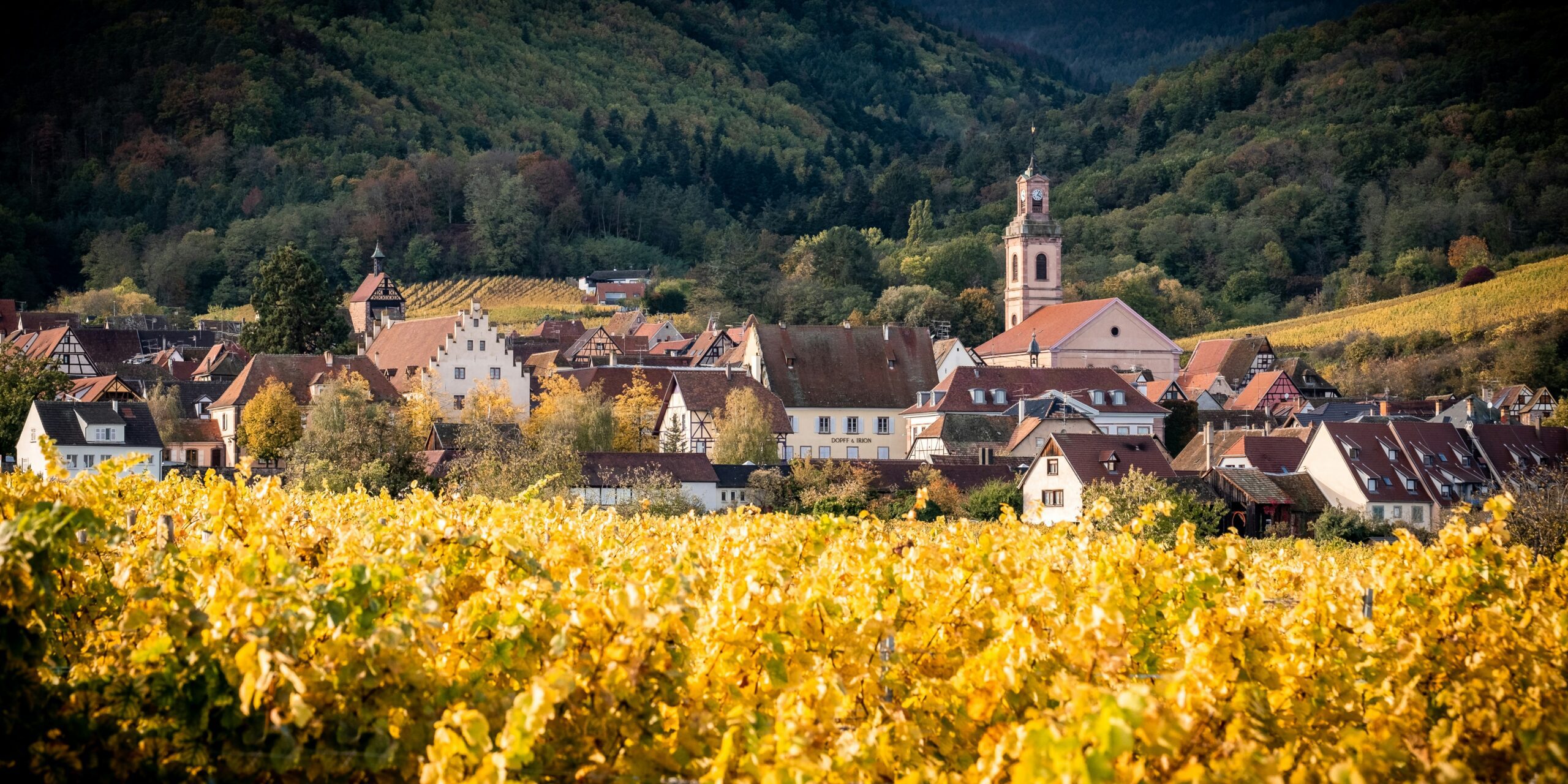 Alsace, France Vineyard in Autumn - Discover Autumn Wine Recommendations at Urban Grapes