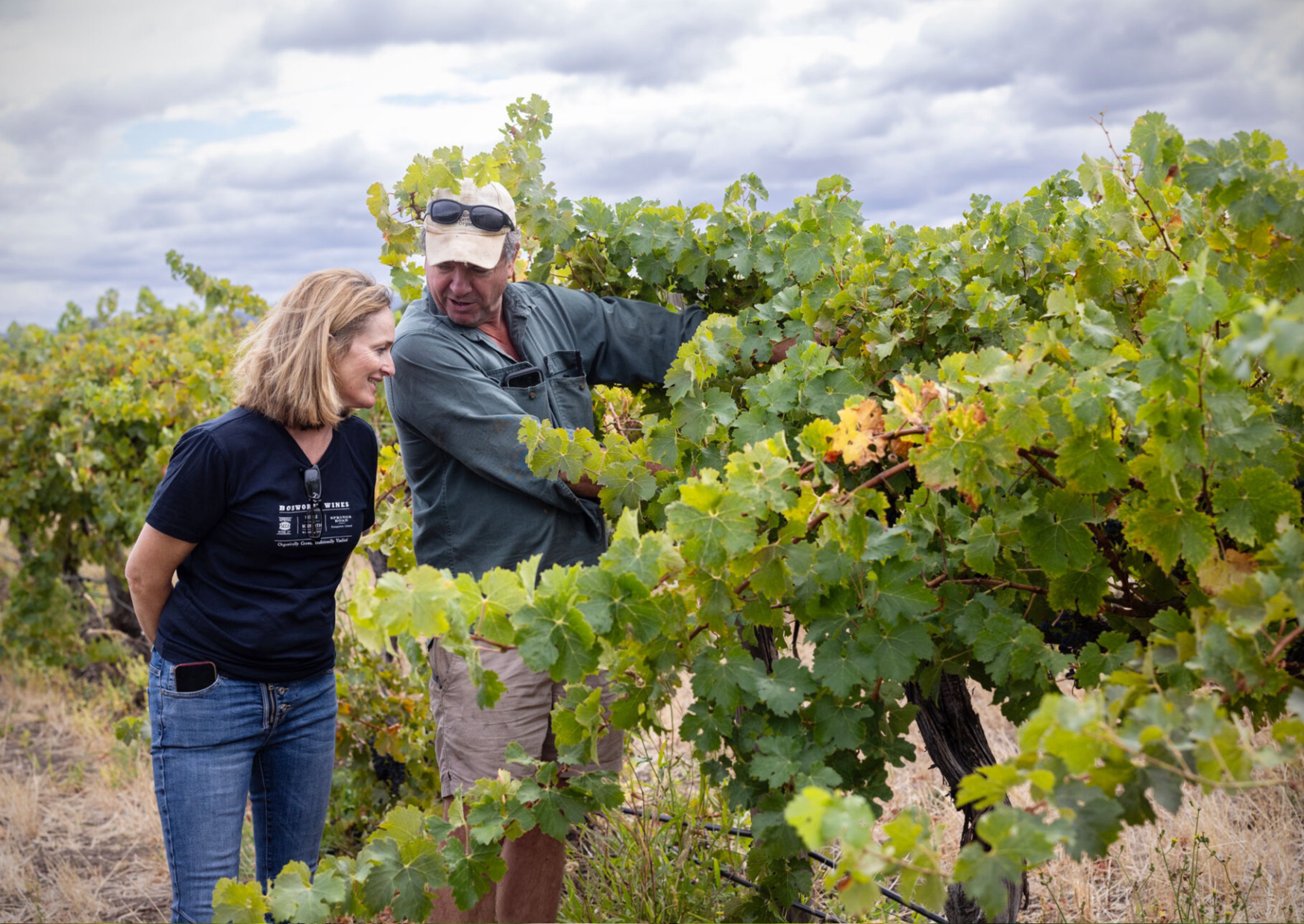 Battle of Bosworth Vineyard, Mclaren Vale, Australia - home of Battle of Bosworth Shiraz wine, available at Urban Grapes