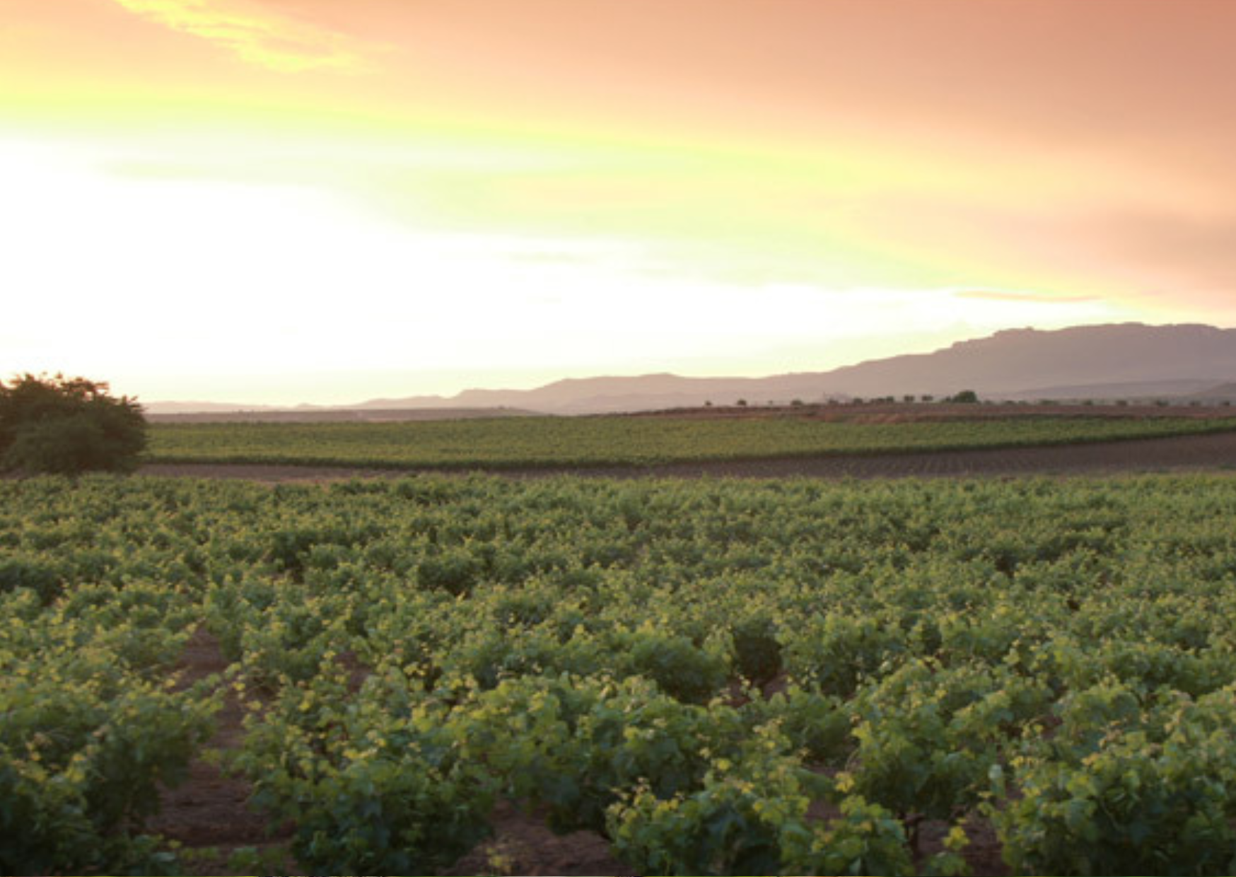 Bodega Navajas Vineyard, Rioja, Spain Vineyar- home of Navajas Rioja Reserva wine, available at Urban Grapes