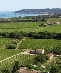 Alternative view of Saint-Roch Les Vignes Rosé, Les  Maitres Vignerons de Saint-Tropez,  Provence, France